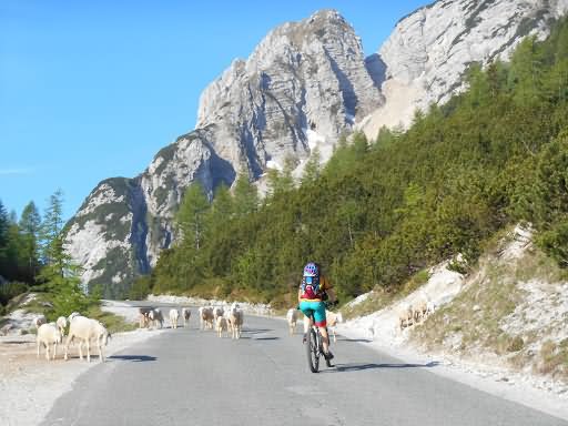 Alpejskie atrakcje Słowenia Kolarstwo